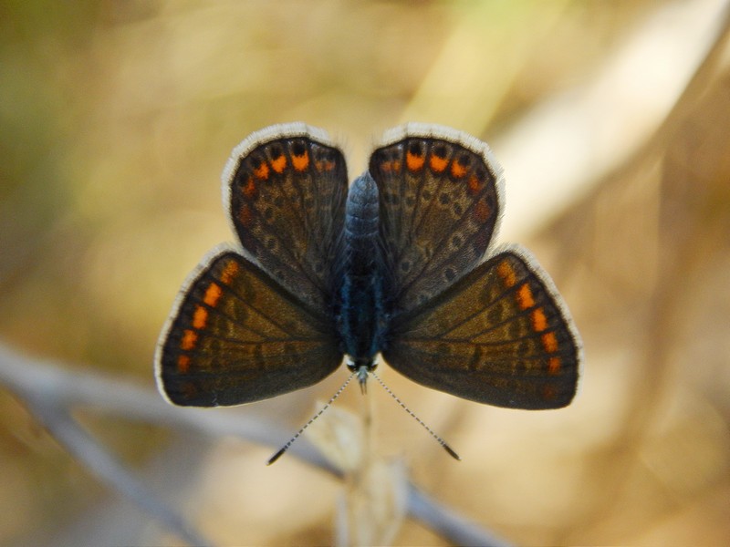 Polyommatus icarus con due puntini?